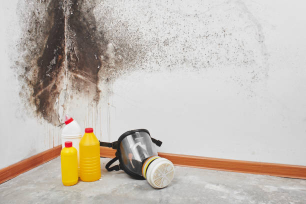Best Mold Testing  in Louisville, MS