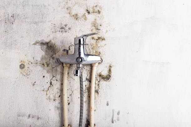 Best Mold Remediation  in Louisville, MS