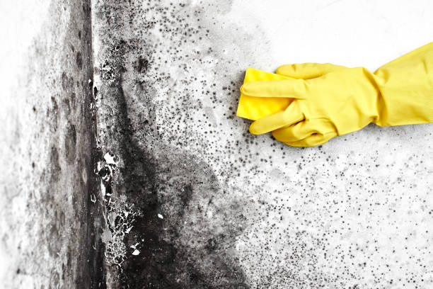 Best Mold Remediation Services  in Louisville, MS