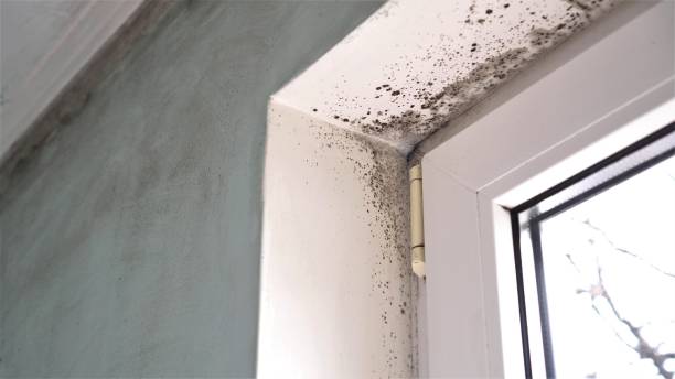 Best Emergency Mold Removal  in Louisville, MS