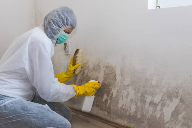 Best Attic Mold Removal  in Louisville, MS