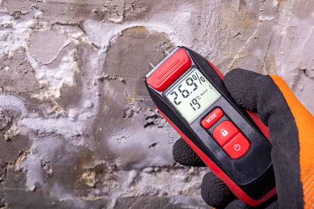 Best Best Mold Removal Companies  in Louisville, MS