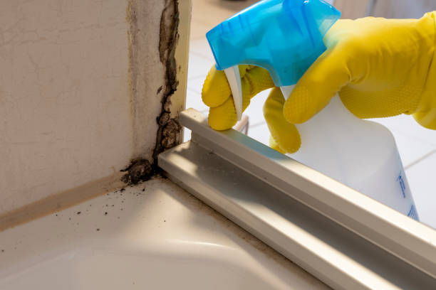 Best Mold Damage Repair  in Louisville, MS