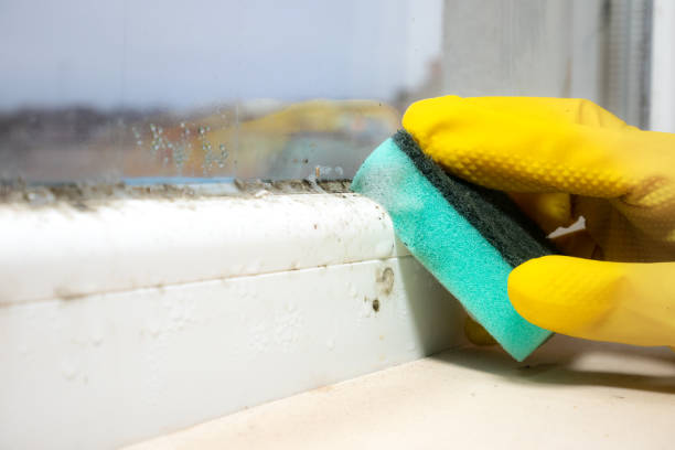 Best Professional Mold Removal  in Louisville, MS