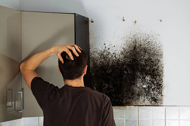 Best Black Mold Removal  in Louisville, MS
