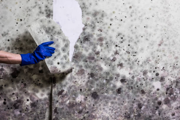 Attic Mold Removal in Louisville, MS