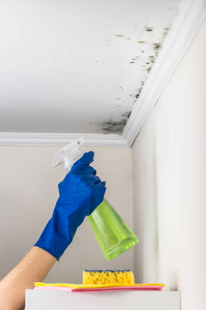 Best Residential Mold Removal  in Louisville, MS